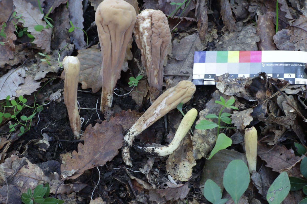 SIM_micoiberica's tweet photo. Algunas especies interesantes encontradas estos días 🍄:

1. Geastrum senoretiae
2. Asterophora parasitica
3. Clavariadelphus flavoimmaturus
4. Truncospora atlantica

#Fungi #Mushroom #Mycology https://t.co/oWCciI1A9w