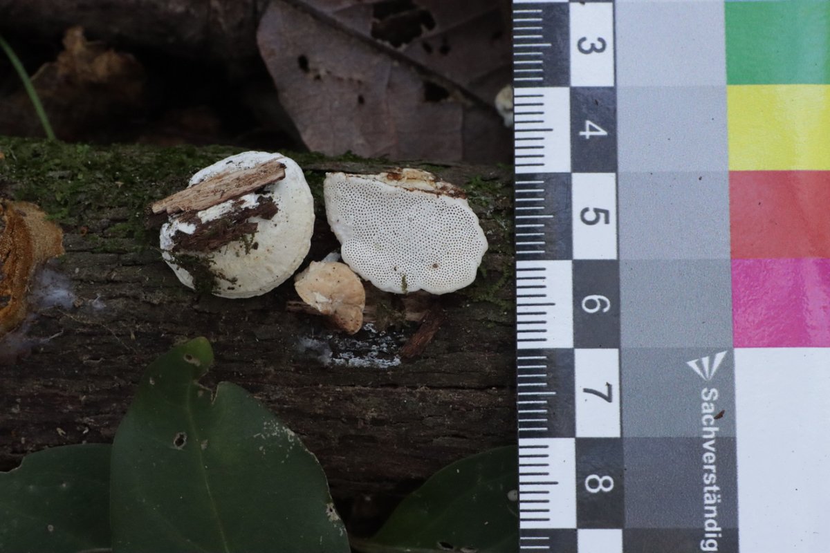 SIM_micoiberica's tweet photo. Algunas especies interesantes encontradas estos días 🍄:

1. Geastrum senoretiae
2. Asterophora parasitica
3. Clavariadelphus flavoimmaturus
4. Truncospora atlantica

#Fungi #Mushroom #Mycology https://t.co/oWCciI1A9w