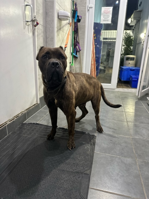 Animal Adoptions UK 🐕‍🦺🐈🐎❤️ tweet media