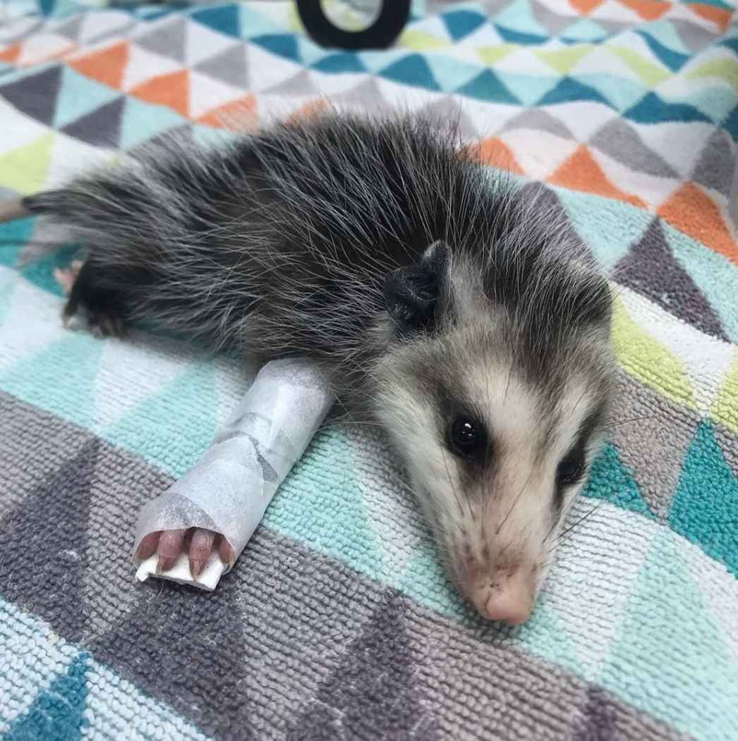 Possum_Daily's tweet image. #Possum #Possum_Daily