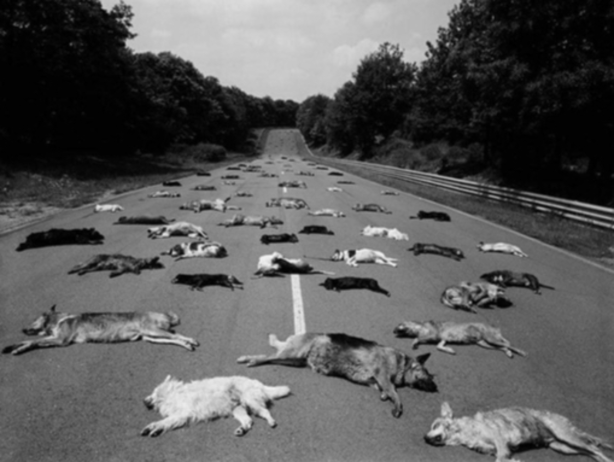 RandomizerGreat's tweet photo. In 1980, a photographer exposed a hidden animal crisis.

140 abandoned dogs. A French highway. One gut-wrenching photo.

Here’s the story behind a haunting image and the shocking statistics it revealed to the world…🧵 https://t.co/f3s8cZGuWm