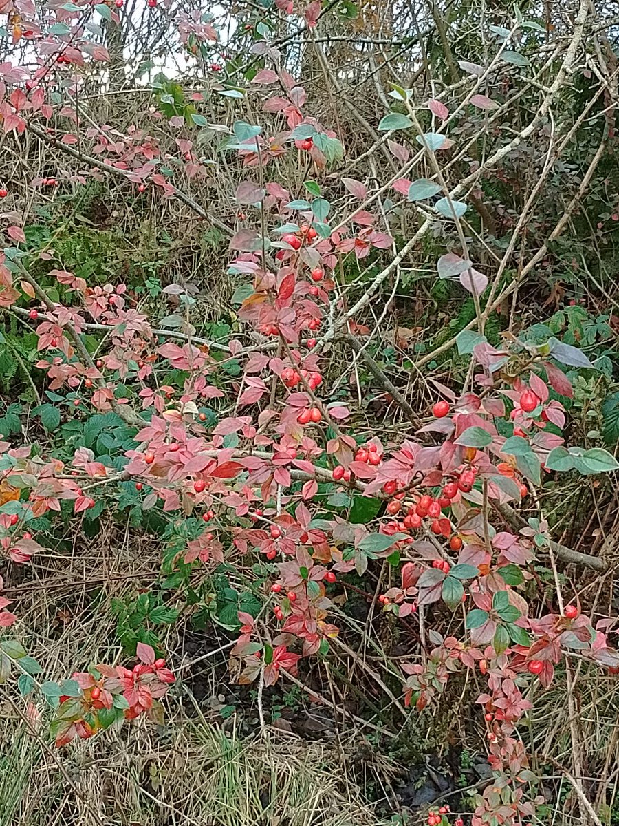 BelstaneBurn's tweet photo. Even in Winter there is beautiful colour around. Nature is rich wjth colour all year round #wintercolours #naturescolours https://t.co/uzHscnkf7s