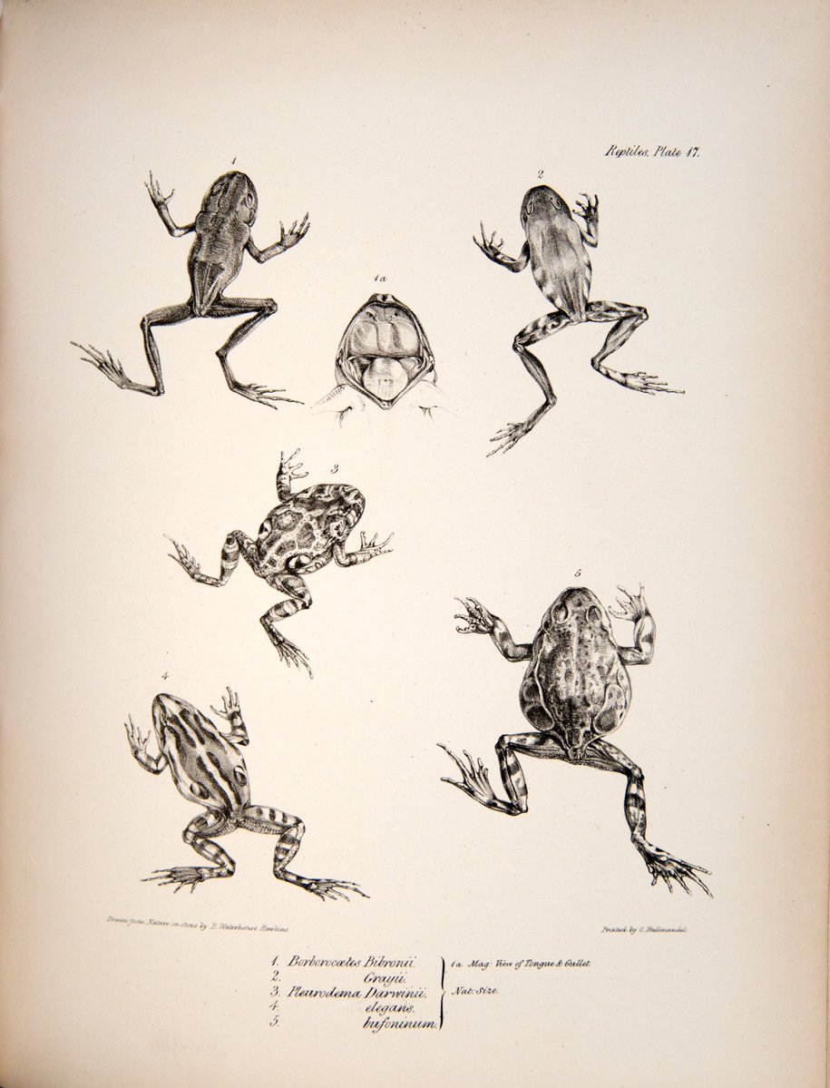 ZSLLibrary's tweet photo. Today we begin to celebrate our 12 Days of #Frogmas with this page from Vol. V of "Zoology of the Voyage of the Beagle", it includes a frog named Pleurodema darwinii🐸
We will be posting frog pictures for the next 12 days to celebrate #frogmas.
Did you guess our theme for 2024? https://t.co/MDuOzDUp8D