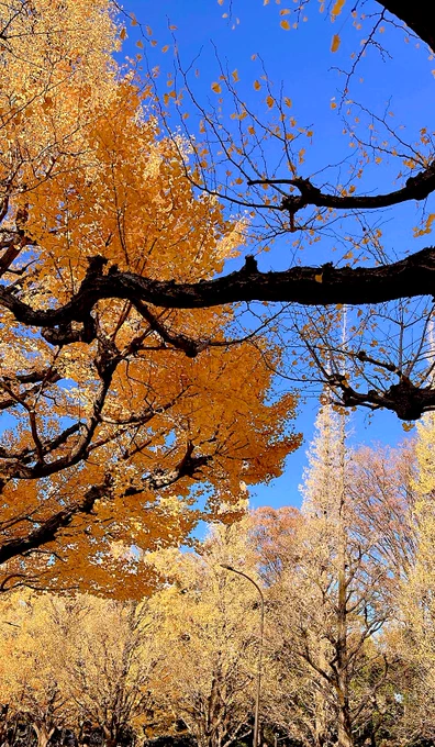 ハロウィンキングダムの王様クリスマスマーケットへ行ってきましたドイツにいるかのような雰囲気で楽しかったです〜 