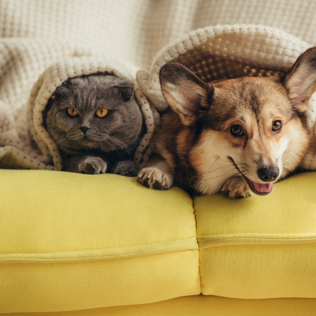 Nova Scotia SPCA tweet media