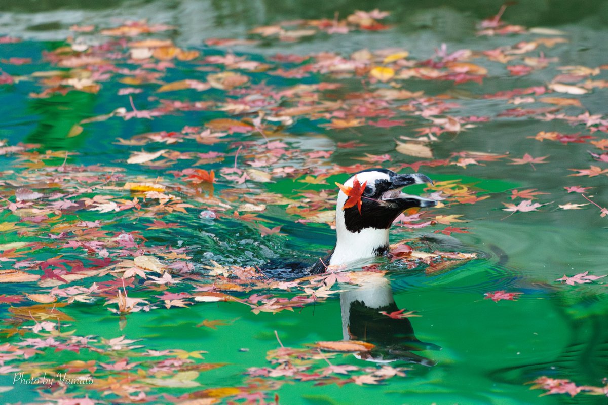 yamt_photo's tweet image. 紅葉の中を泳ぐペンギンを撮ろうとしたら
こうなった😆