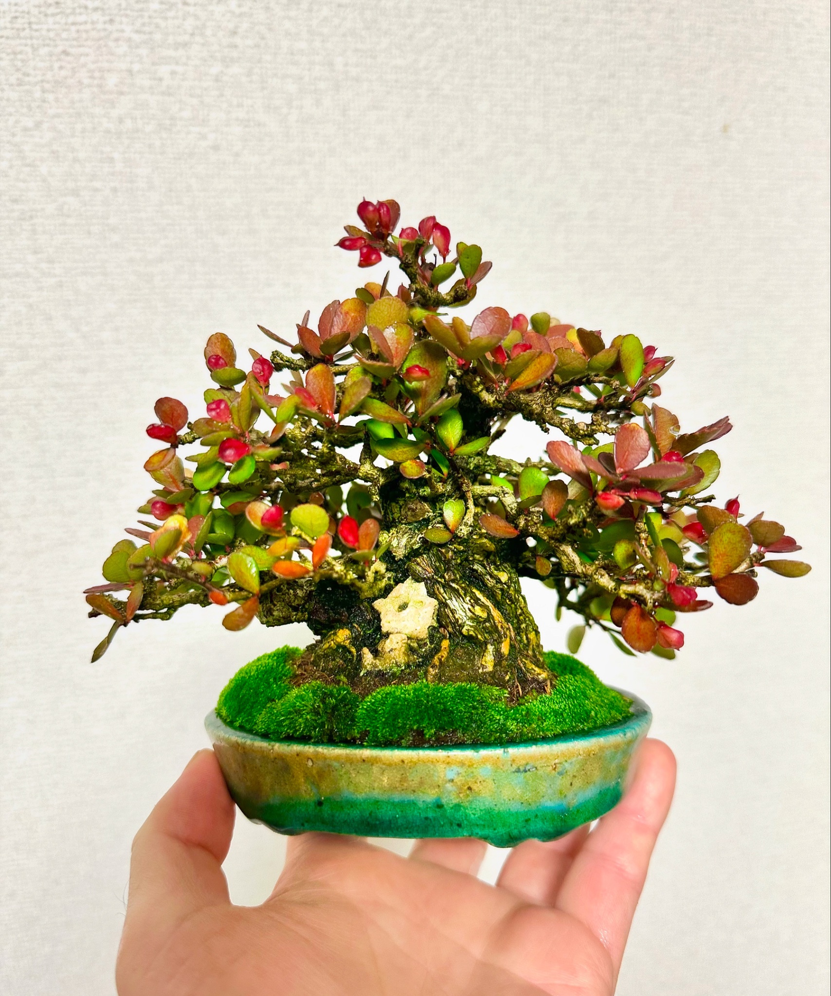 値下げ！盆栽鉢 2_000000000244.jpg?1708506078