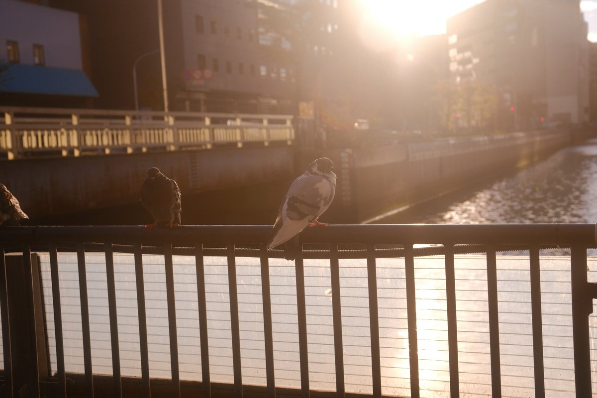 kujiranne's tweet photo. 鳩。 https://t.co/gvOPOdgnN8