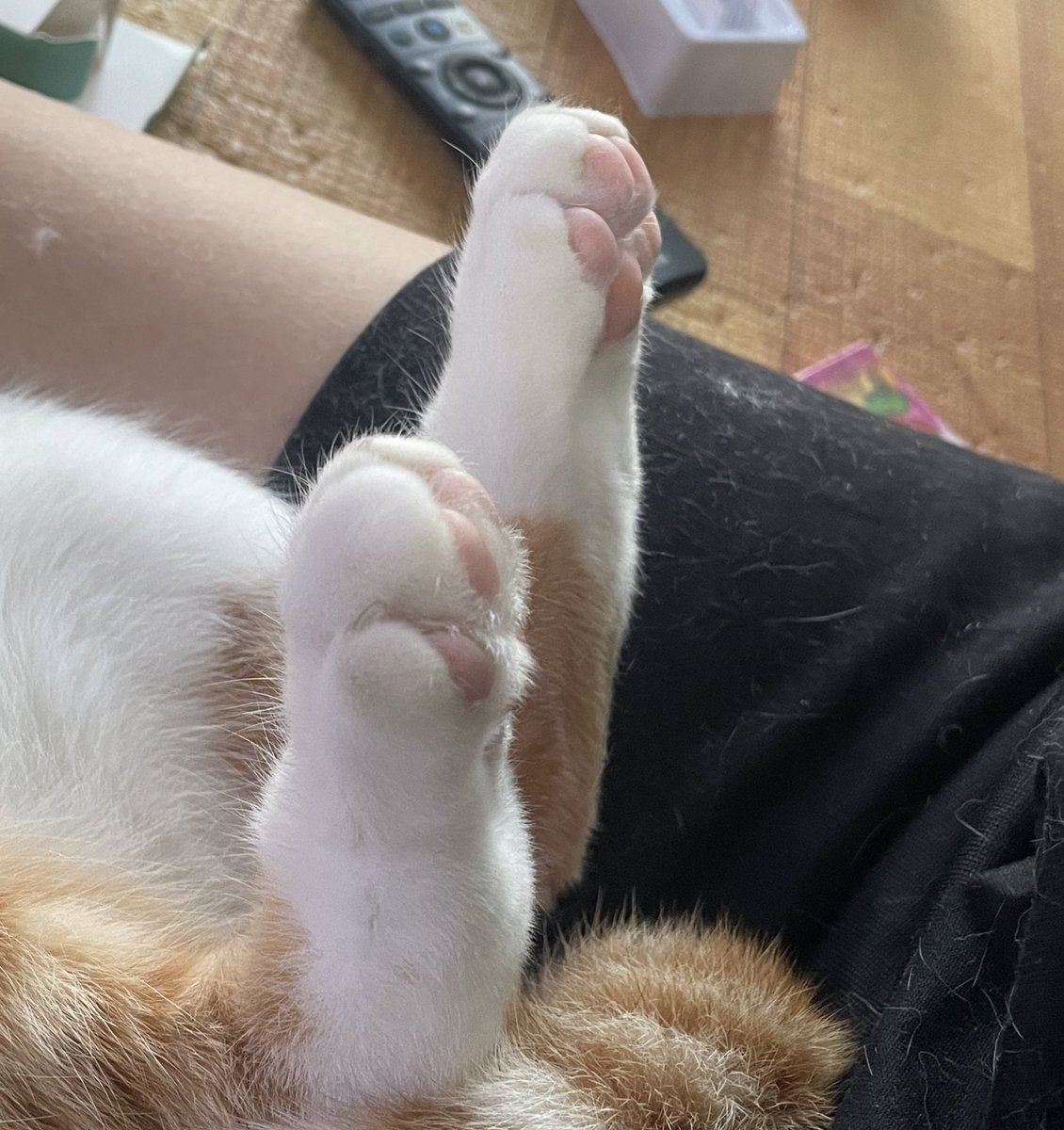 미끄러질까바 발바닥 털 깎아줬써요