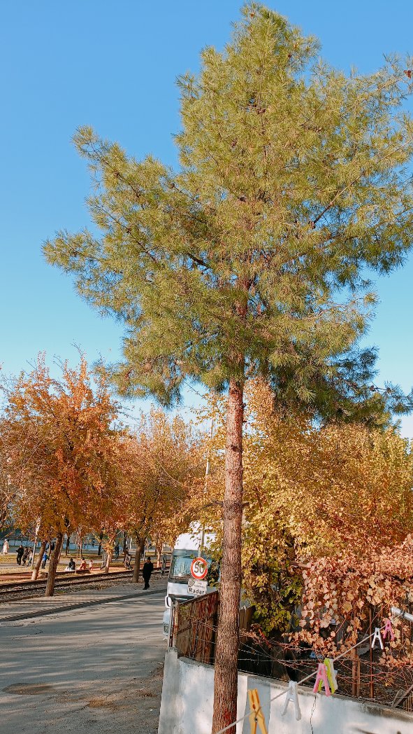 Rojdakaruc's tweet photo. Herkes kendine göre bir sonbahar arıyor. 🍂🍁 https://t.co/O5VSoQ9YgE