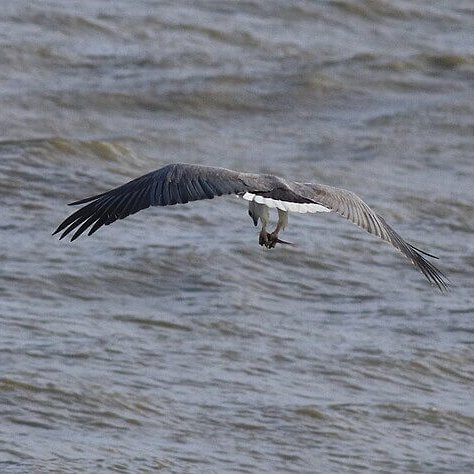 TheNatureFund's tweet image. How sea eagles are being returned to Severn estuary after 150 years #seaeagles #riversevern

naturalworldfund.com/how-sea-eagles…