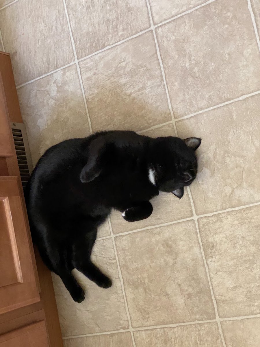 CharlieBlackCa1's tweet photo. Yeah, I like squirming around with my butt up against a vent where the warm air comes out. #CatsOfTwitter #HappyCharlie https://t.co/IE03SmwxKn
