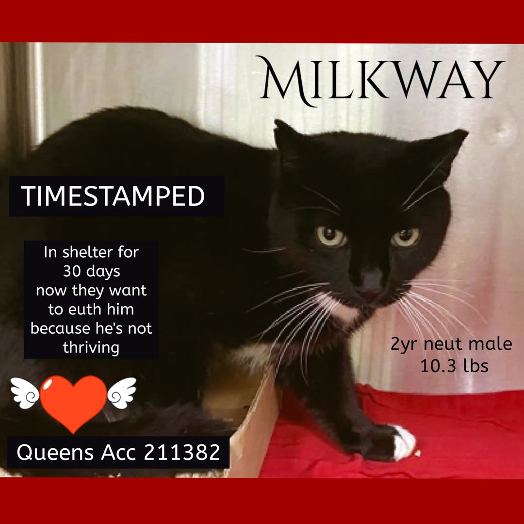 HUGE 🆘🆘 for poor Milkway 2 yo in Queens ACC since 68 days 🔥🔥🔥 😿💔🔥🔥🔥🔥🔥🚨🚨🚨🚨🚨🚨🚨🚨🚨

NOW UNHEARD 12 th chance on Emergency Placement List 🆘🆘🆘🔥🔥🔥🔥🔥🔥🆘🆘🆘🆘🔥🔥🙏 😿💔  
He came in with Kit Kat also in high danger and I'm very worried for both 🙏🙏

New