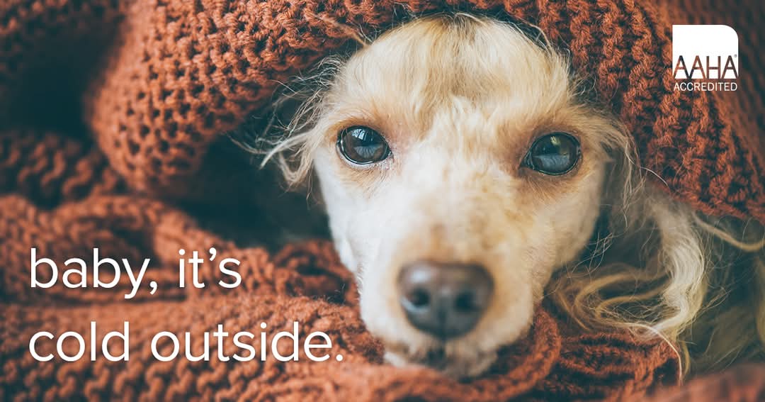 Paradocs Animal Hospital (@paradocsah) on Twitter photo 