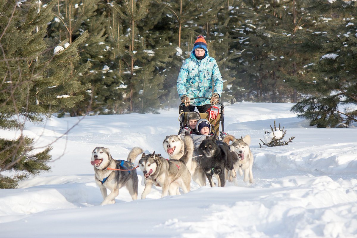lethers's tweet photo. It’s not just a ride; it’s an adrenaline rush. Learn how to steer a Finnish dogsledge and survive those wild bends. Full experience here: https://t.co/eDYH8A7rJT #VisitFinland #Finland #dogsledging https://t.co/UbhWdVJpKa