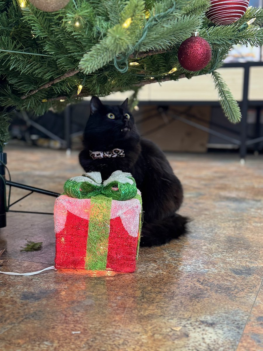 AubuchonHrdware's tweet photo. Cammie investigating the Christmas tree! 🎄 #StoreCatSunday https://t.co/FsmsEzoyfv
