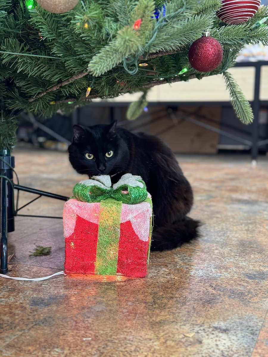 AubuchonHrdware's tweet photo. Cammie investigating the Christmas tree! 🎄 #StoreCatSunday https://t.co/FsmsEzoyfv