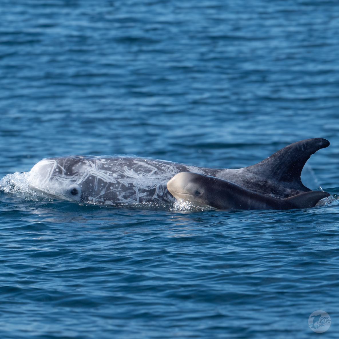 CaptDavesWhaleWatching tweet media