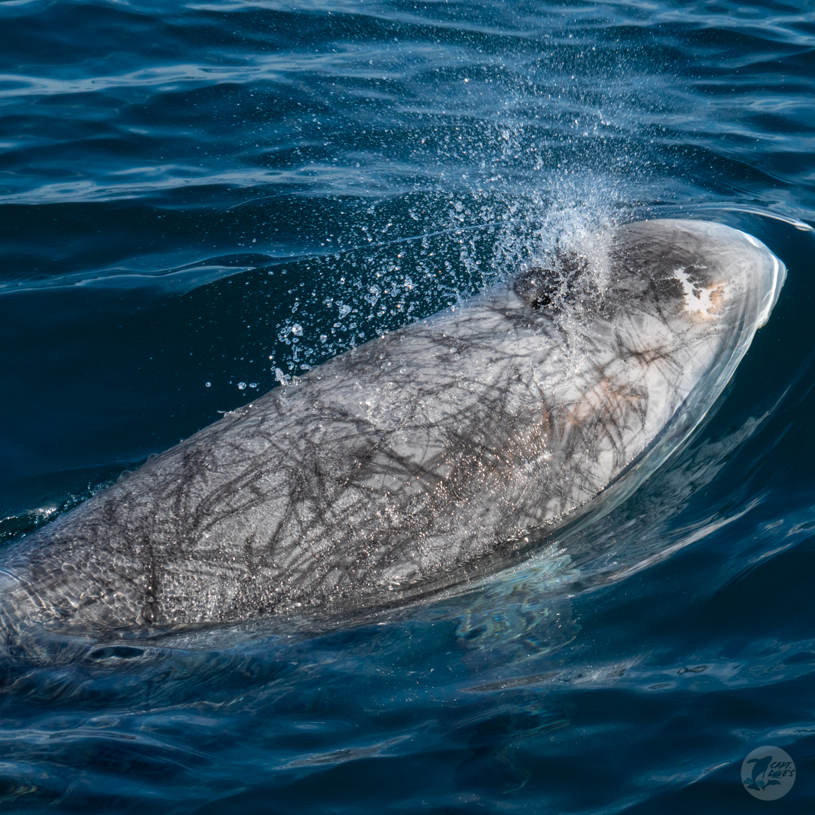 CaptDavesWhaleWatching tweet media