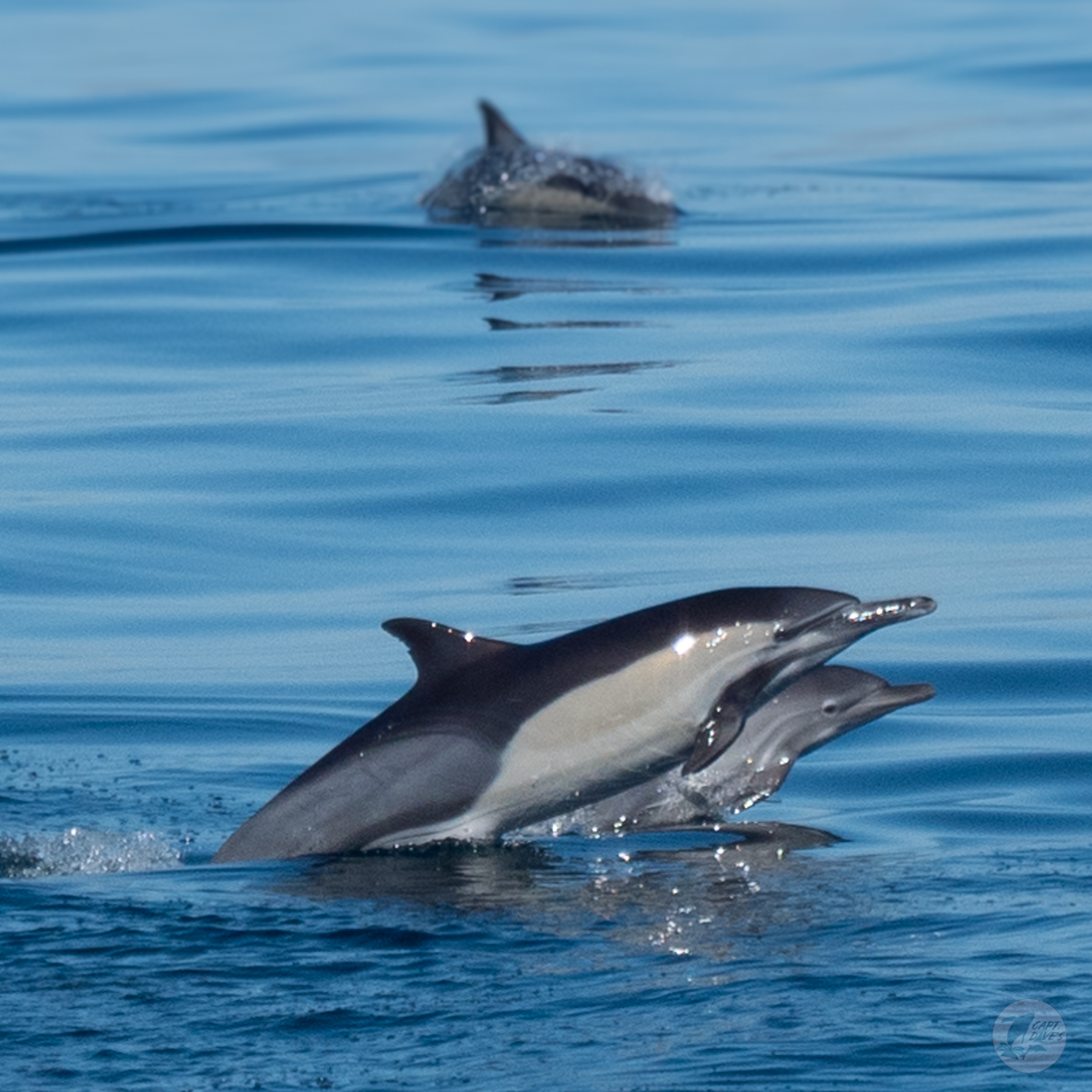 CaptDavesWhaleWatching tweet media