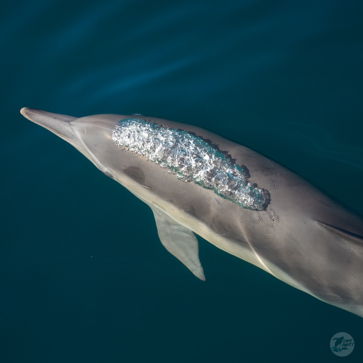 CaptDavesWhaleWatching tweet media