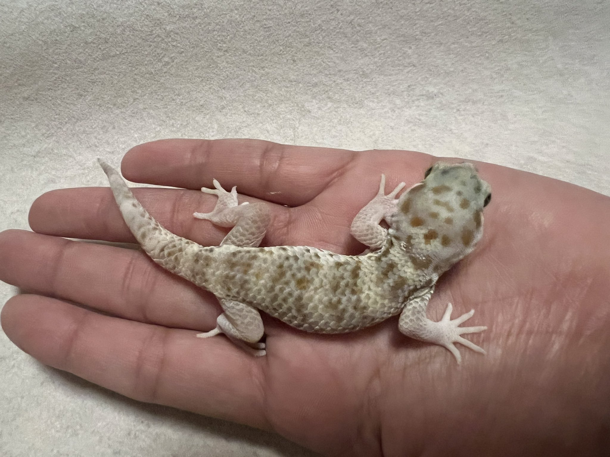 ヤモリさん mecaさん (@418meca) / X