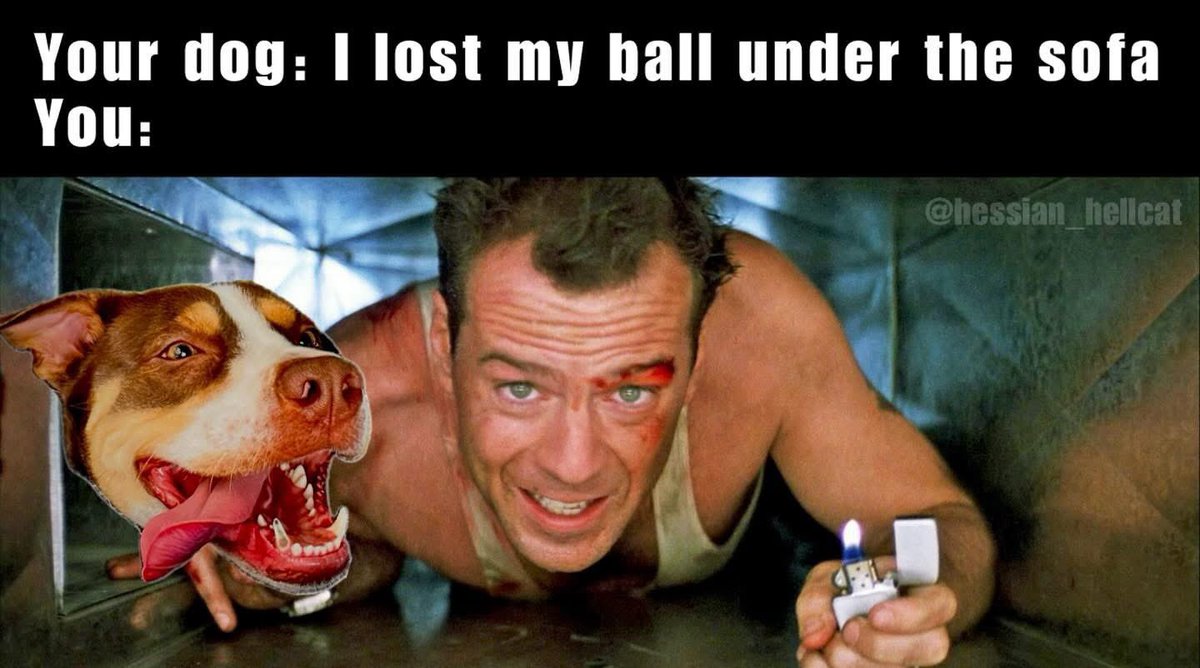 Hessian_Hellcat's tweet photo. Pet parent problems 🐾🎾 #morningmemes #dogtoy #diehard https://t.co/VsJMXfAl6s