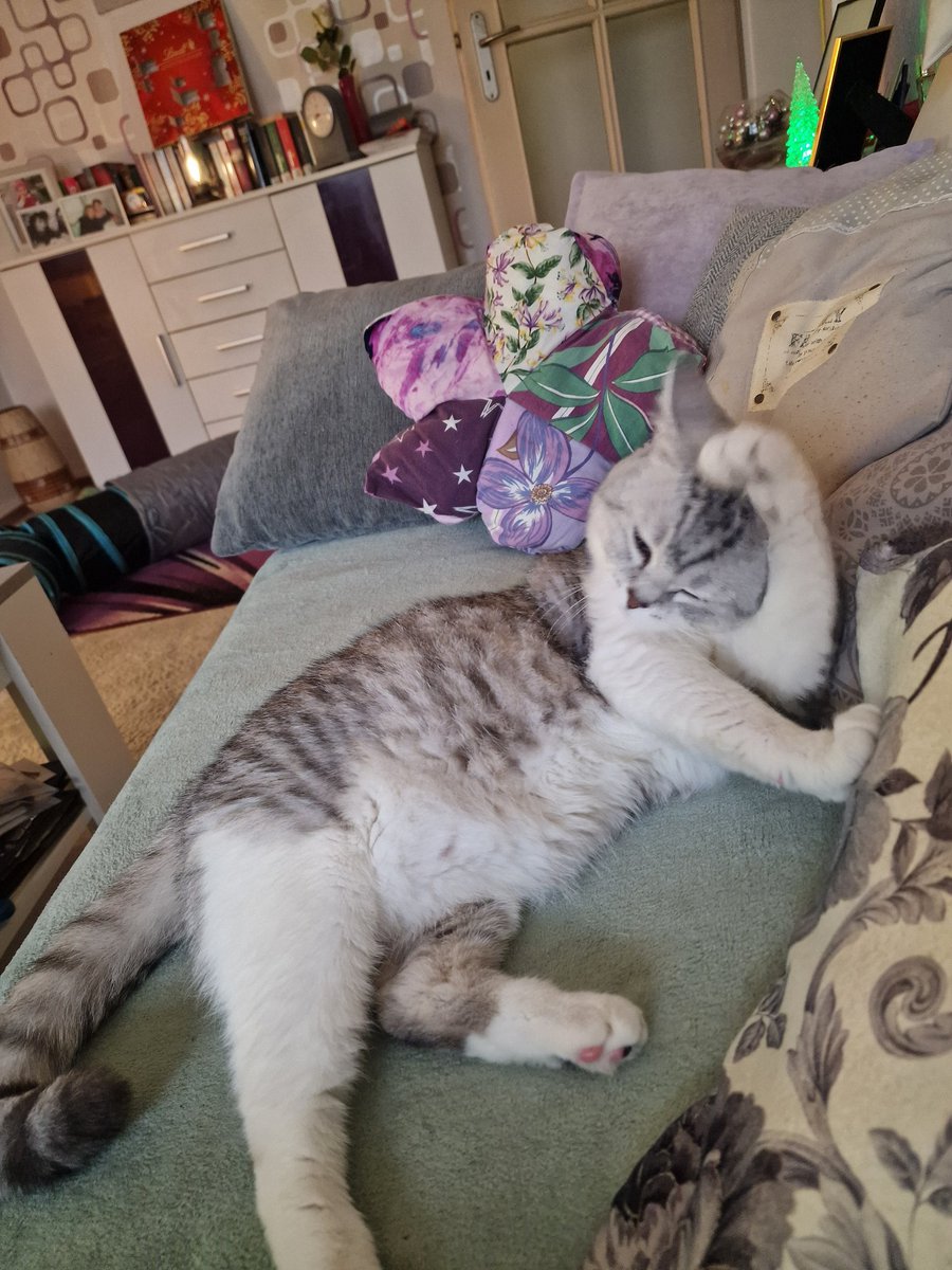 boll_doreen's tweet image. Mein hübscher Romeo!  Ich liebe diesen kleinen Strolch. So genießt man den Sonntagnachmittag 
#ZweiterAdvent #Sonntagnachmittag #entspannt #genießen #katzenliebe