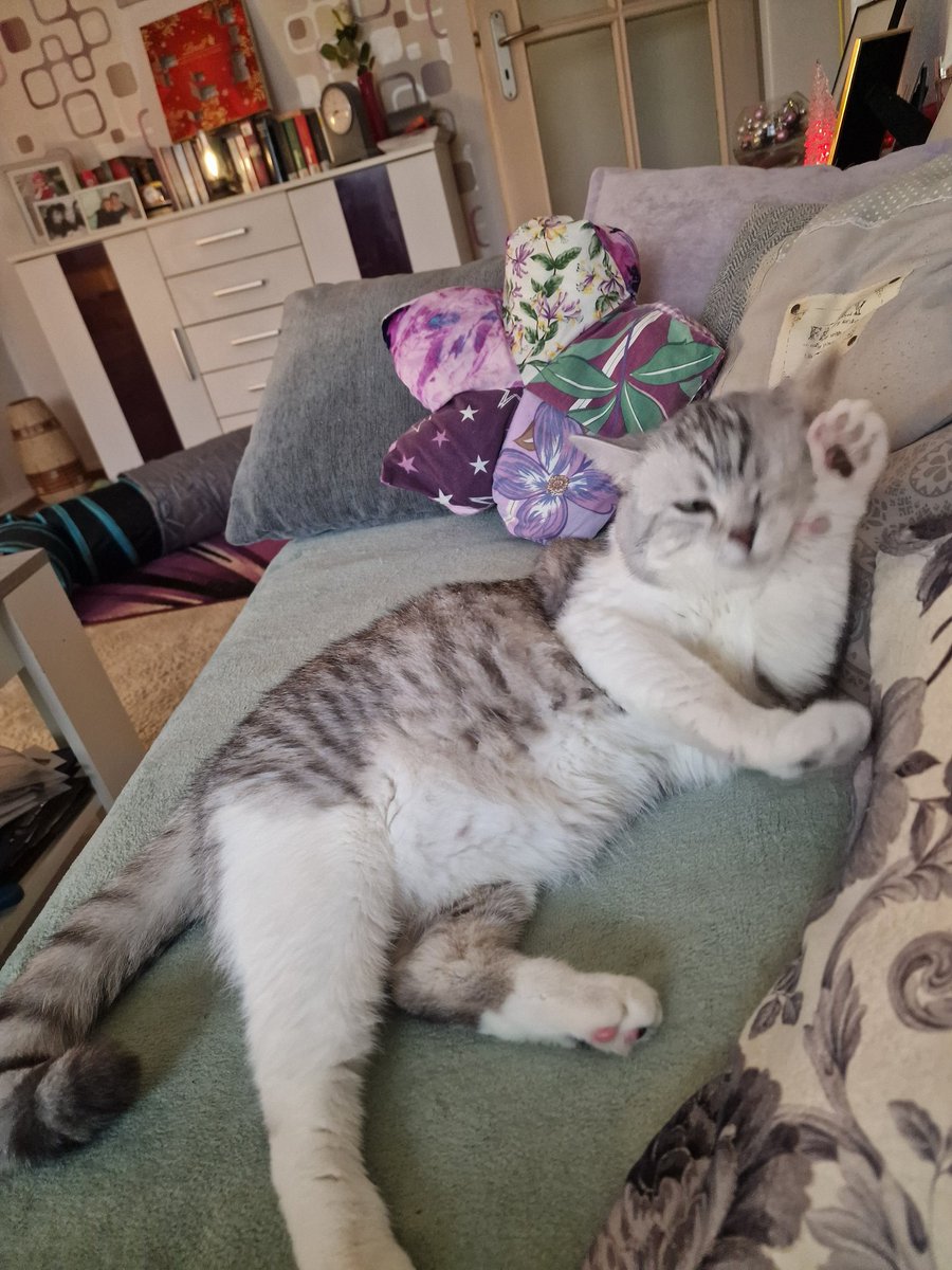 boll_doreen's tweet image. Mein hübscher Romeo!  Ich liebe diesen kleinen Strolch. So genießt man den Sonntagnachmittag 
#ZweiterAdvent #Sonntagnachmittag #entspannt #genießen #katzenliebe