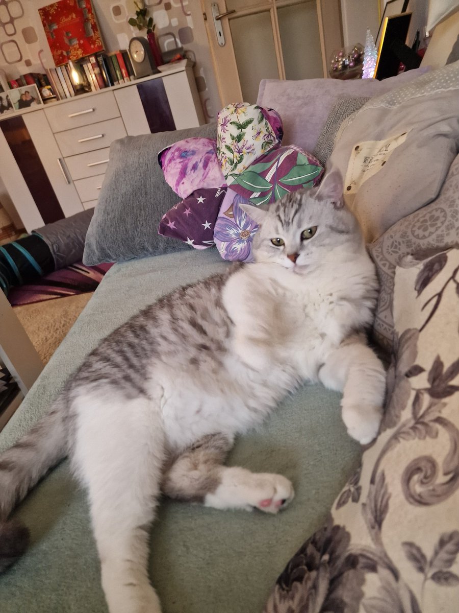 boll_doreen's tweet image. Mein hübscher Romeo!  Ich liebe diesen kleinen Strolch. So genießt man den Sonntagnachmittag 
#ZweiterAdvent #Sonntagnachmittag #entspannt #genießen #katzenliebe