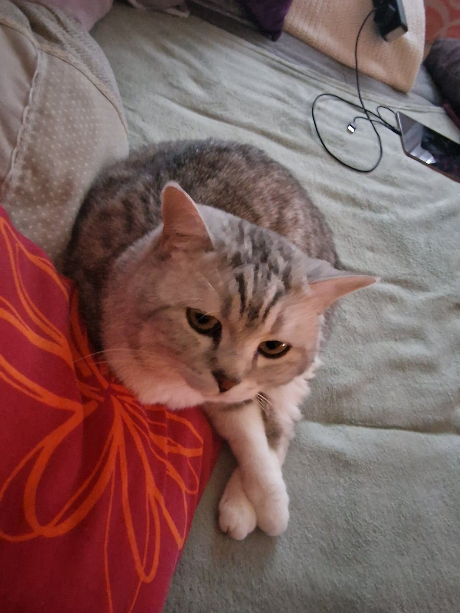 boll_doreen's tweet image. Mein hübscher Romeo!  Ich liebe diesen kleinen Strolch. So genießt man den Sonntagnachmittag 
#ZweiterAdvent #Sonntagnachmittag #entspannt #genießen #katzenliebe