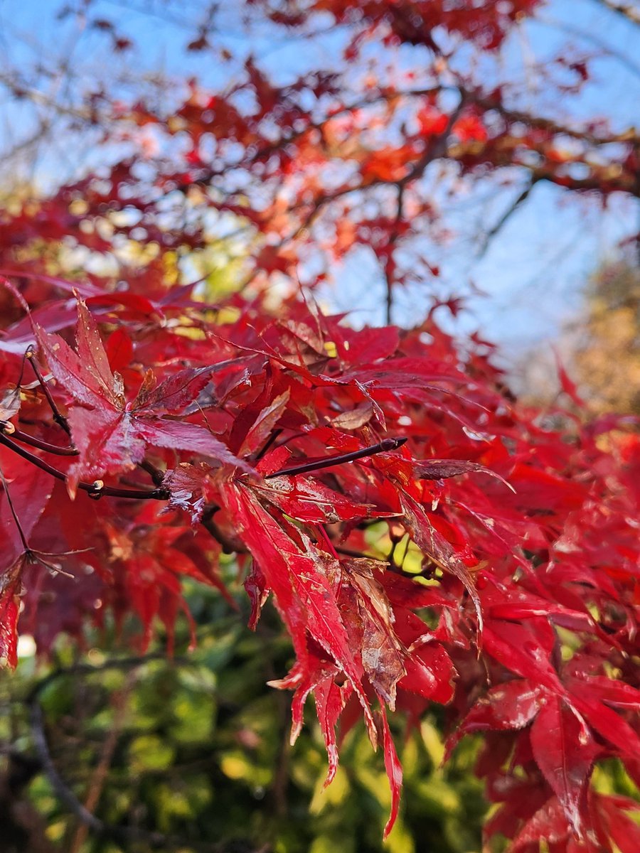 SusanSusanto17's tweet photo. 💧🍁

#kyoto https://t.co/lg6FEF76zJ