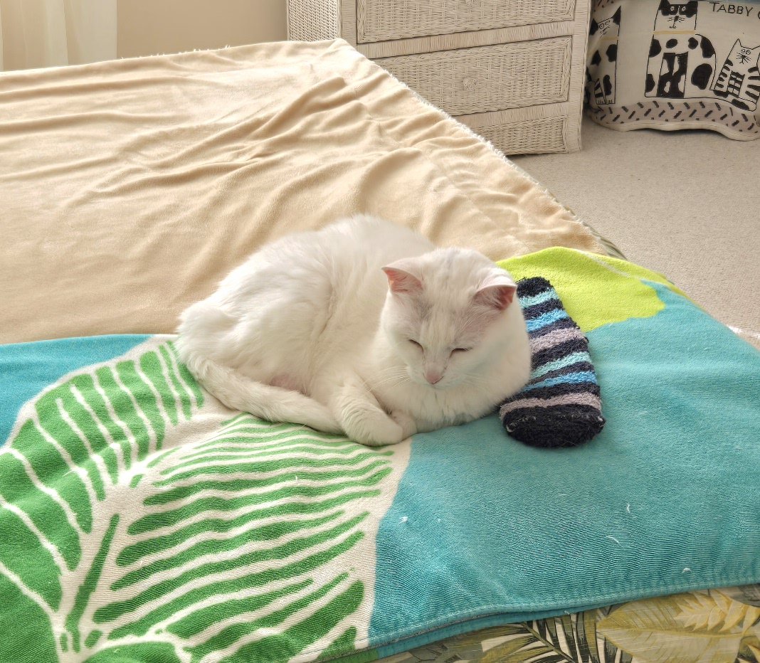 jnhobson17's tweet image. Happy  #catboxsunday without the #catbox but WITH The Sock.😸