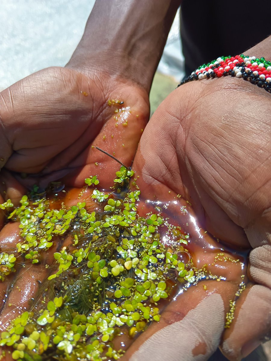 demi_farm's tweet image. Duckweed in Kenya 

Almost similar to Azolla, duckweed is also a good source of protein for your livestock and birds.

It helps lower the cost of feeds at the farm. Now available at Demi Farms, Kitengela office. 

Call 0768494209 to order or visit the farm.

#duckweed #Kenya