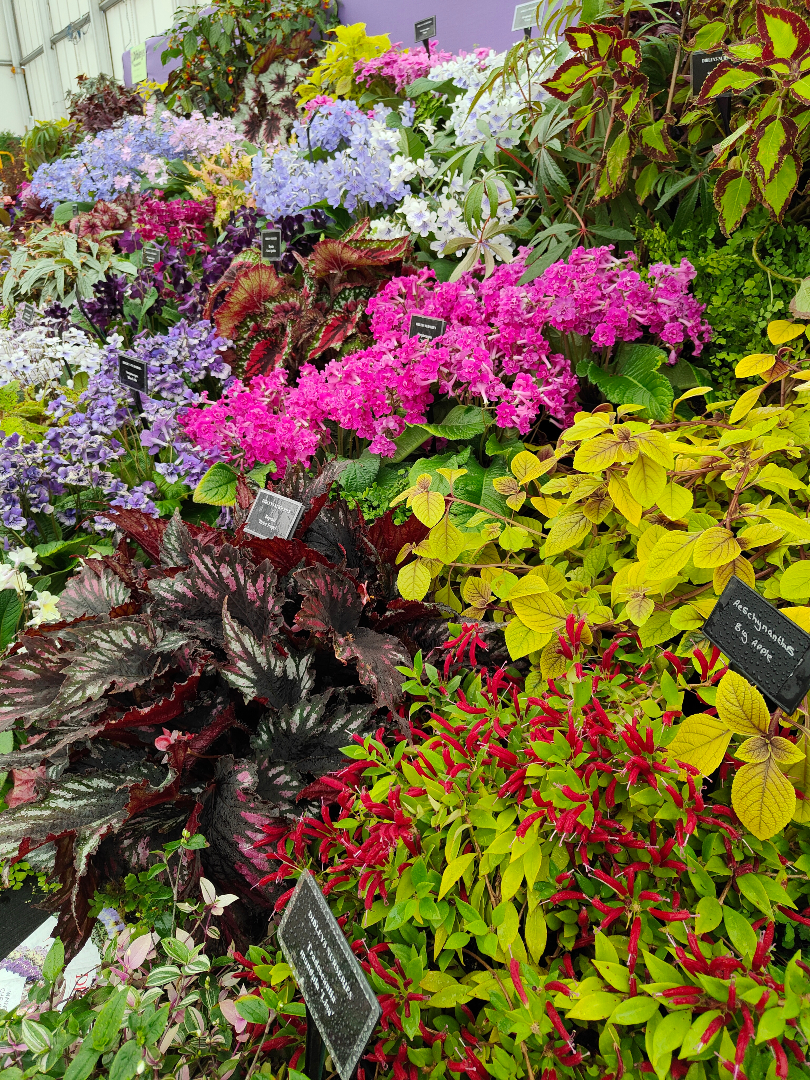 Dibleys Nurseries tweet media
