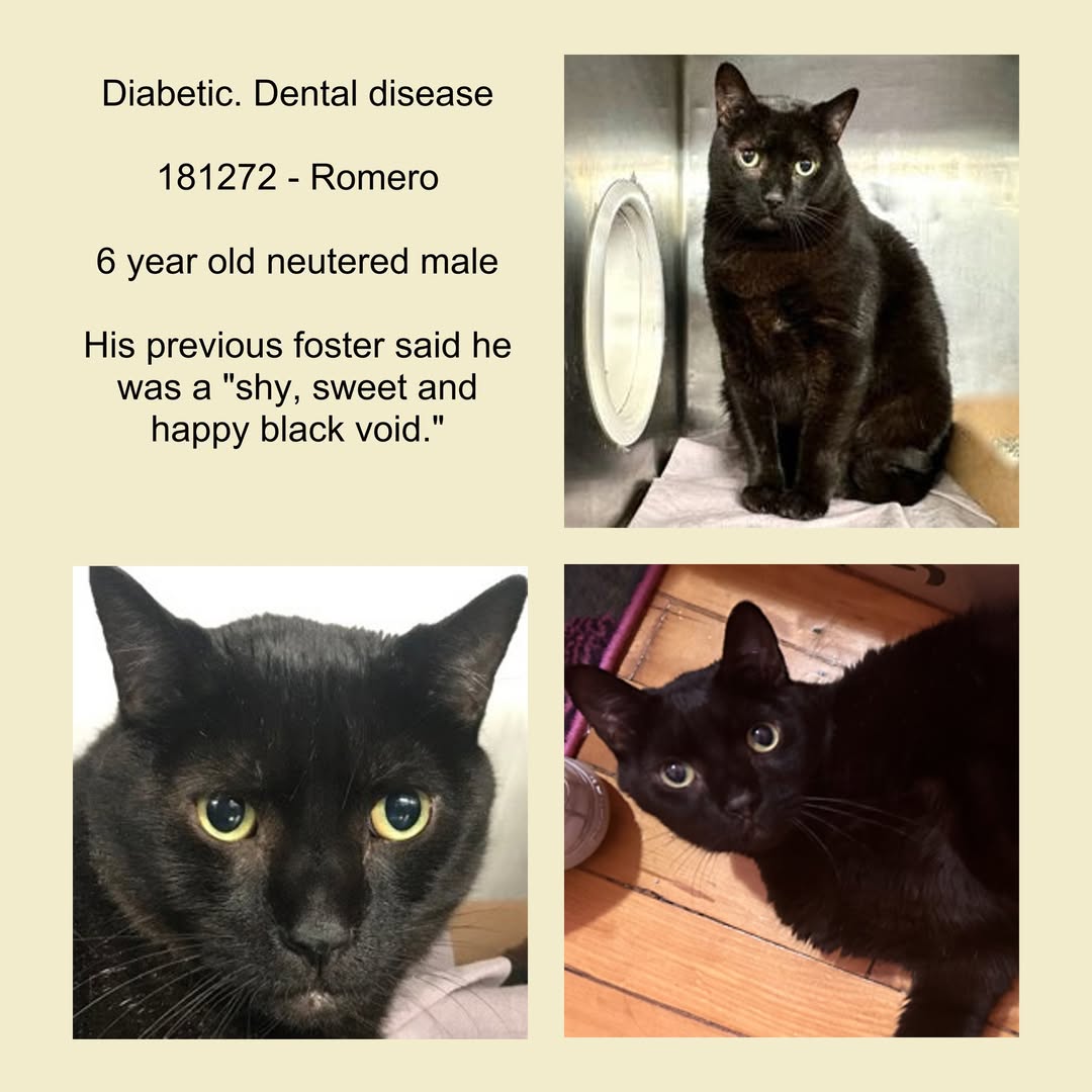 📢HUGE 🆘🆘 for poor ROMERO 6 yo returned from ACC foster Care &amp;
Now 7 th chance on Emergency Placement List 🔥🔥🔥🔥🔥🔥with medical priority because he is a diabetic cat 🏥🚨 and only 280 usd in pledges due to a retraction 😡💔💔😿😿🆘🆘🆘🆘🆘🆘🆘🆘🆘

I'm extremely worried for