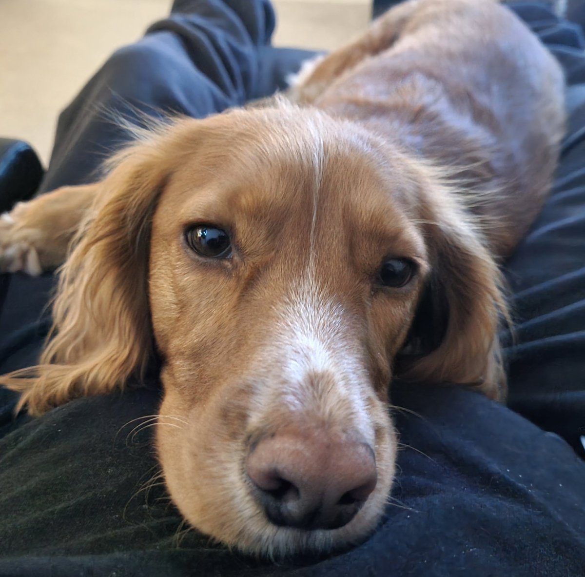 BillyCockerSpan's tweet image. Watch Billy, not light box.