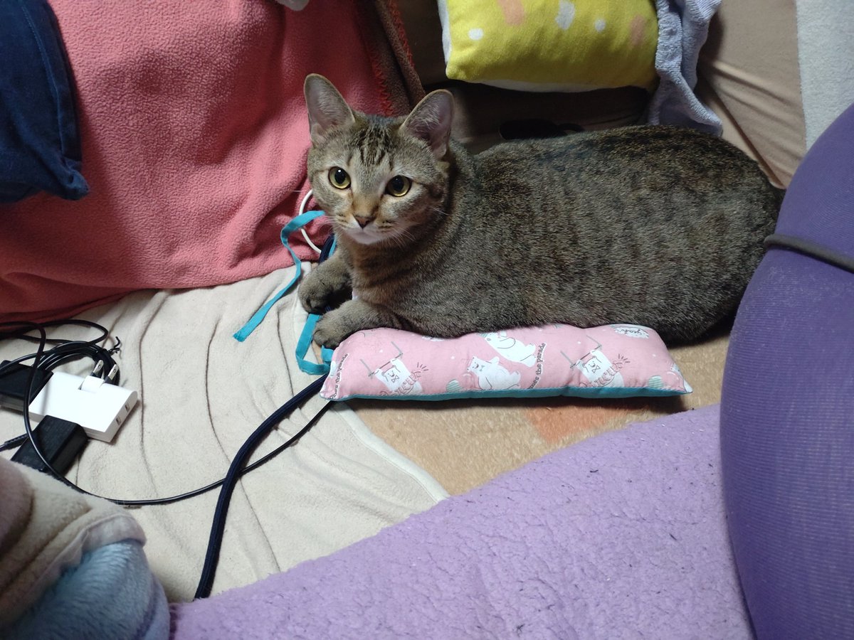 codecoba's tweet photo. 自分で座布団運んできて座ってる😍
ちなみに手前は私の座椅子とクッション https://t.co/pw63m7KDpu