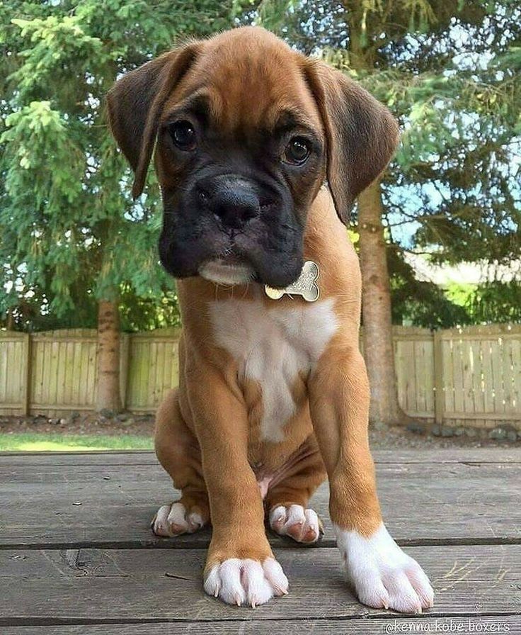 Boxerheave40's tweet photo. Great photograph! ❤️ https://t.co/H6PqQvyUzn