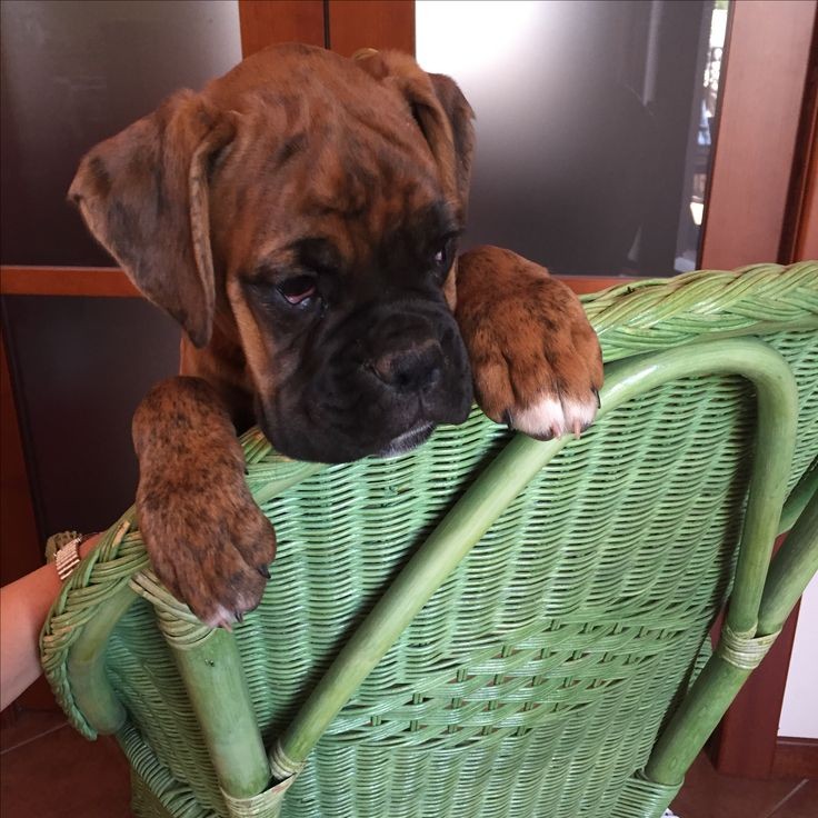 Boxerheave40's tweet photo. Great photograph! ❤️ https://t.co/X4LtrGlKPl