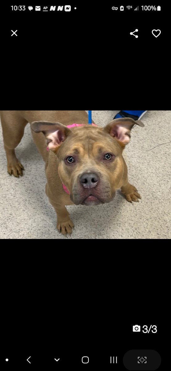 MyBoxerLuvMac1's tweet photo. 💞Gertie💞
▪️#NewIntake #215940 2y
#NYCACC

Precious sweetie's 💔, just arrived @ scary shelter!
Affectionate, playful youngster.
You can see her eyes light up, outside tiny cell!
Craves exercise, stimulation.
Deserves loving, active, #Adopter/N.East #Foster, 2 shine!

DM @CathyPolicky
Pls #pledge 
💞G
https://t.co/JwGPpT1AE4