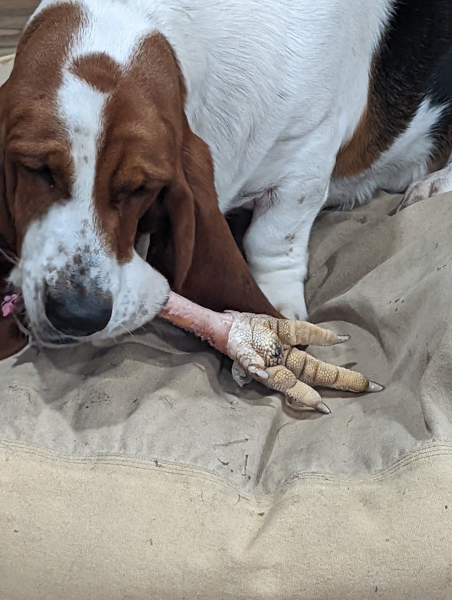 Thanksgiving leftovers about gone. One of the hounds favorite treats. Frozen turkey legs. The 2 of them busy for the rest of day as they plot to steal each other's treat. Eventually buried somewhere, then magically reappearing a month later aged to perfection. Yummy!