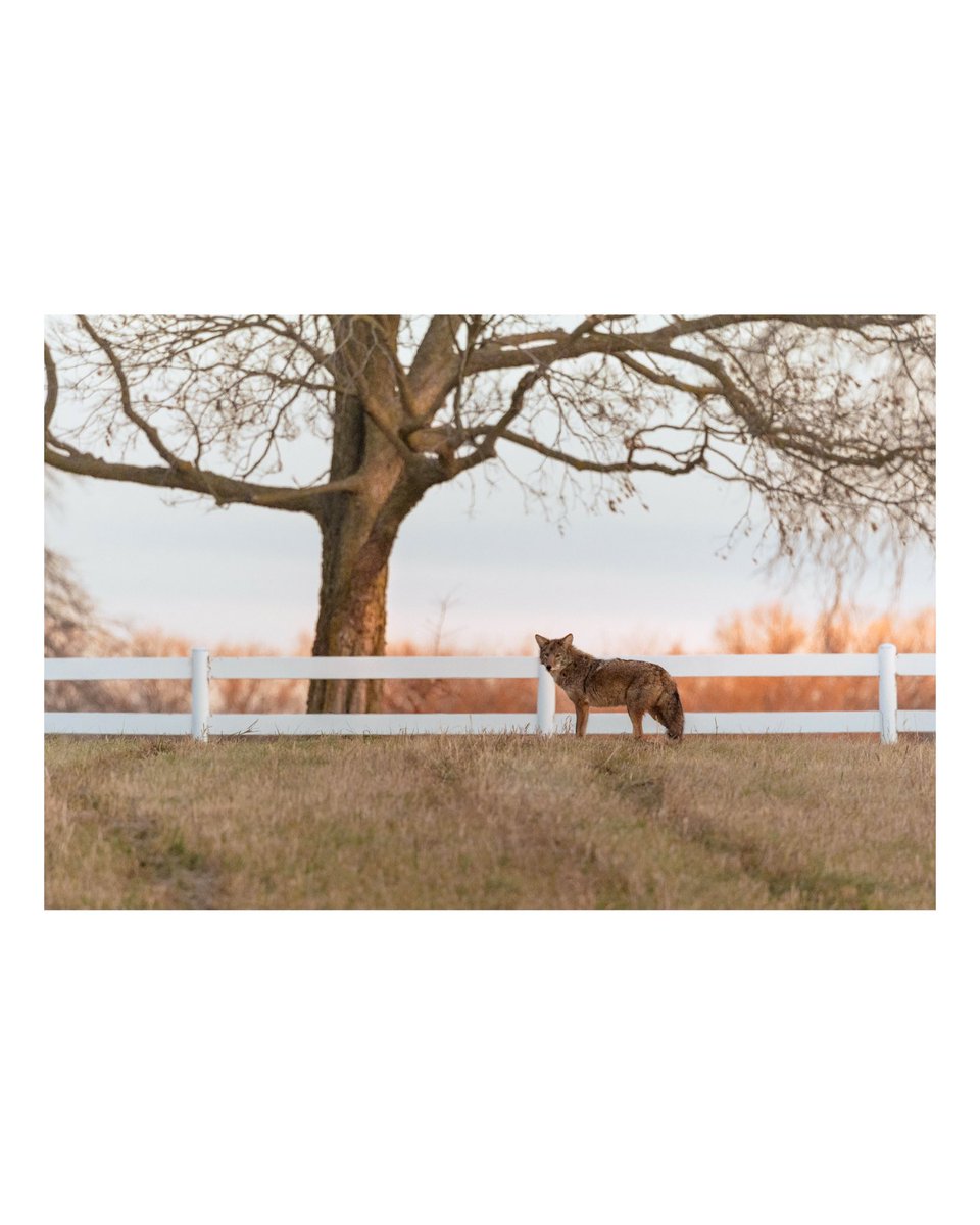 Urban coyotes hold a special place in my heart