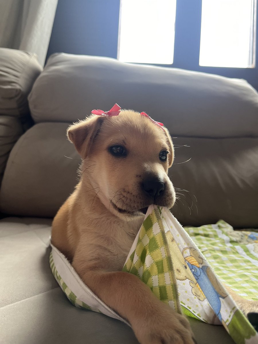 rickenisa's tweet photo. gente a Rebeca está de lacinho rosa e assistindo a patrulha canina https://t.co/JhreE0jPsx