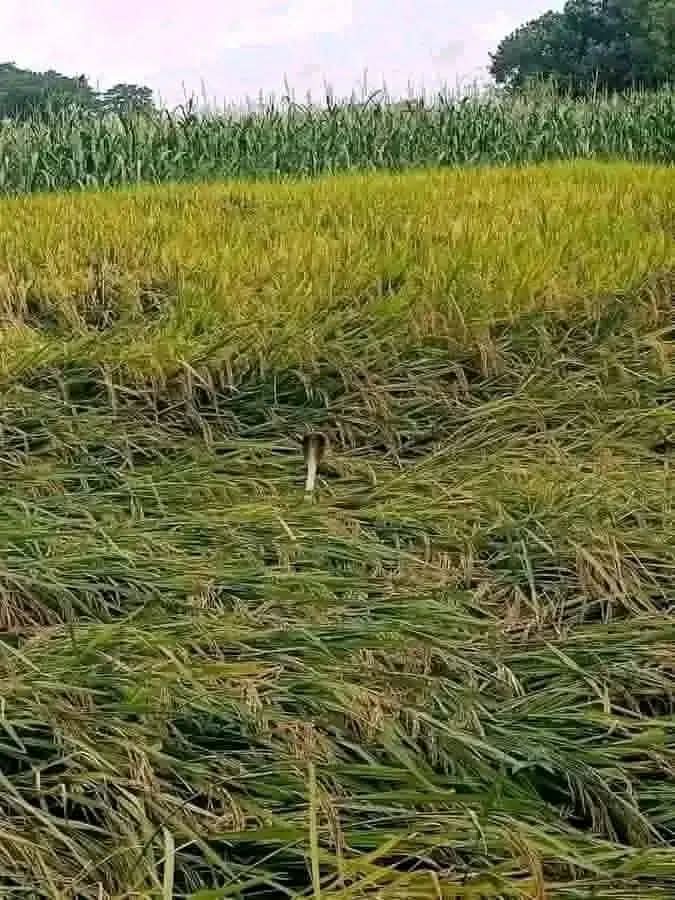 Maya59949697's tweet photo. প্রিয় ঐ যায়গায় কি করো তুমি 😑 https://t.co/ZXTJTI2Dwr