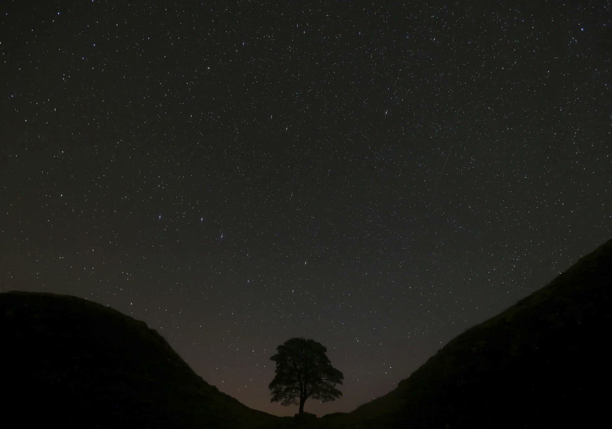 New shoots have appeared 🙂
#SycamoreGap  
Image courtesy of <a href="/AP/">The Associated Press</a>