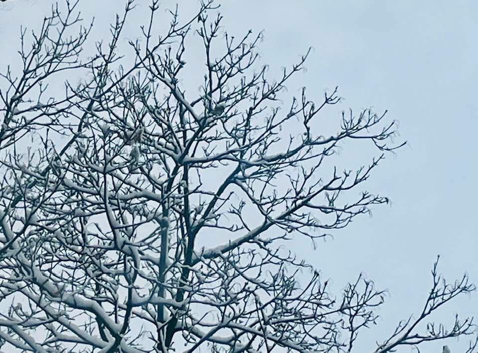 4ineGodin's tweet photo. dans un matin froid les arbres nus tendent bras et doigts presque immobiles sous la chape immense blanche et lourde d'un drapeau de paix que l'humanité ne sait toujours pas s'octroyer […] https://t.co/yQzqO60VoG
