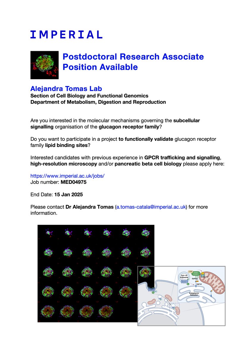 Alejandra Tomás (@tomaslab_icl) on Twitter photo A postdoctoral position is available in my lab <a href="/CellBiolMDR/">Section of Cell Biology and Functional Genomics</a> <a href="/ImperialMDR/">Metabolism, Digestion & Reproduction</a> to study the subcellular organisation of signalling of the glucagon receptor family. For more information and to apply please click here: imperial.ac.uk/jobs/search-jo… A postdoctoral position is available in my lab <a href="/CellBiolMDR/">Section of Cell Biology and Functional Genomics</a> <a href="/ImperialMDR/">Metabolism, Digestion & Reproduction</a> to study the subcellular organisation of signalling of the glucagon receptor family. For more information and to apply please click here: imperial.ac.uk/jobs/search-jo…