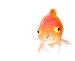 PrintChampion's tweet photo. The second in my series of the seven myths of selling print 

https://t.co/UqG4CEmXN9 

#sales #print #printing #marketing #graphics #graphicdesign #GraphicDesigner #packaging #labelprinting #directmail #selling #customerservices https://t.co/qjNVMPJZfw