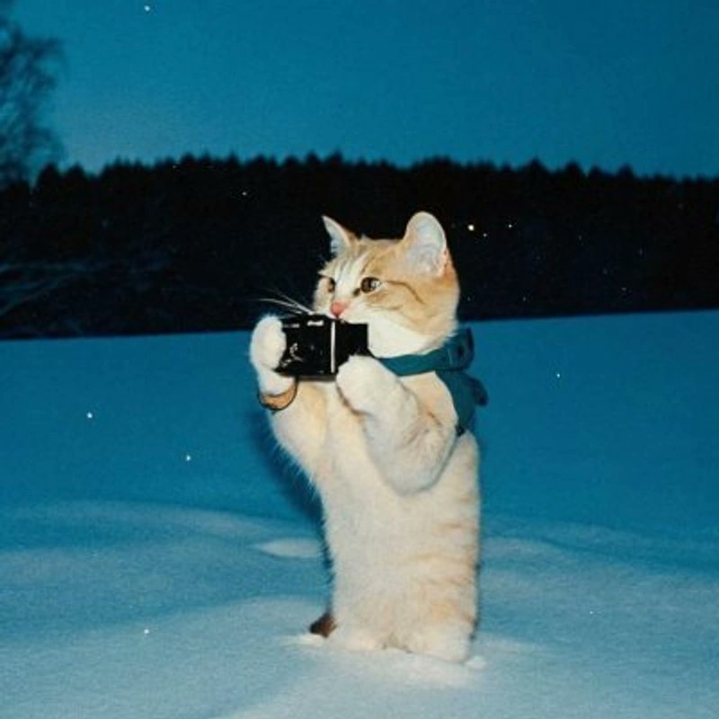 Reflex tweet media